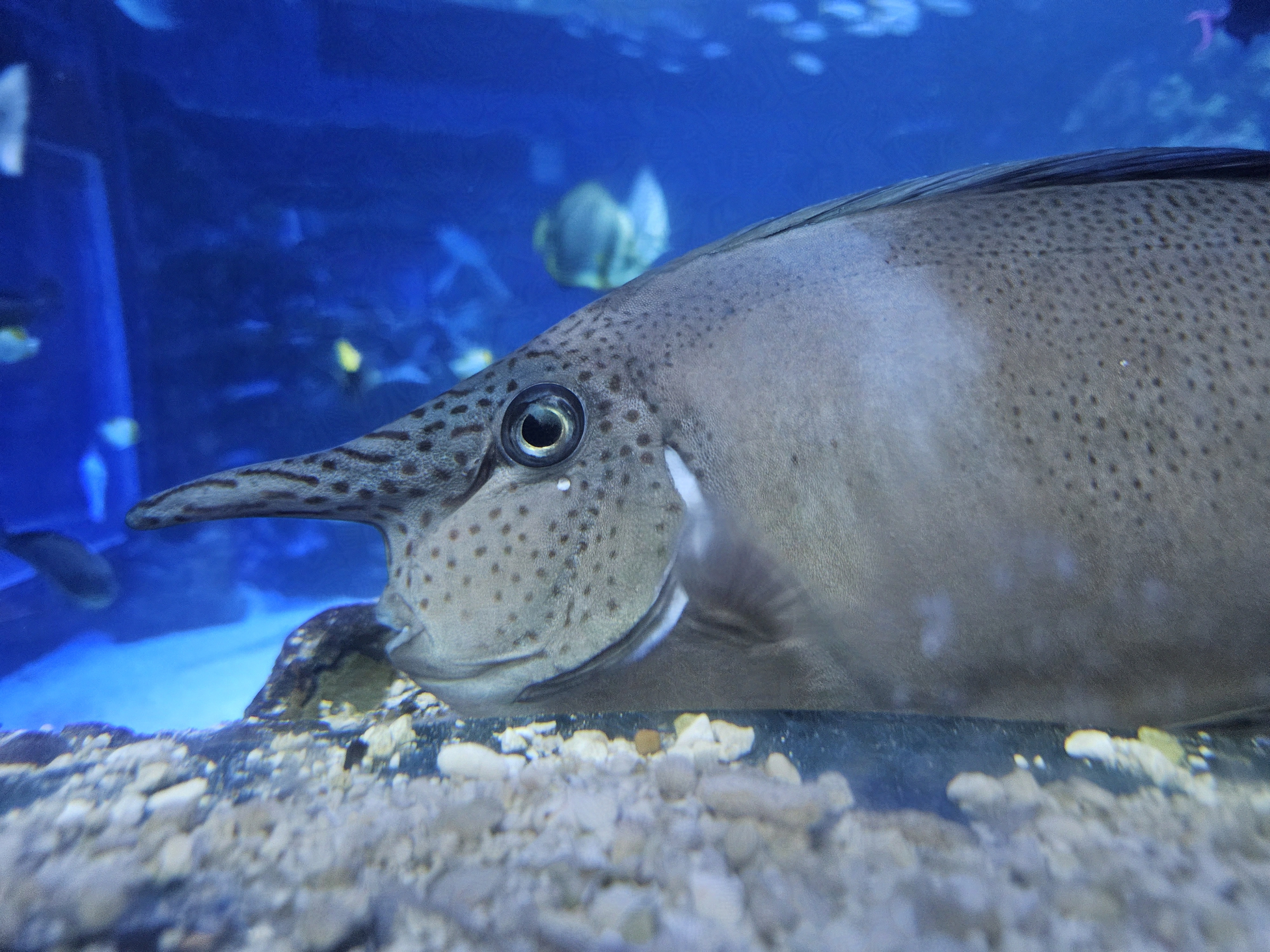 Picture of a fish with a horn