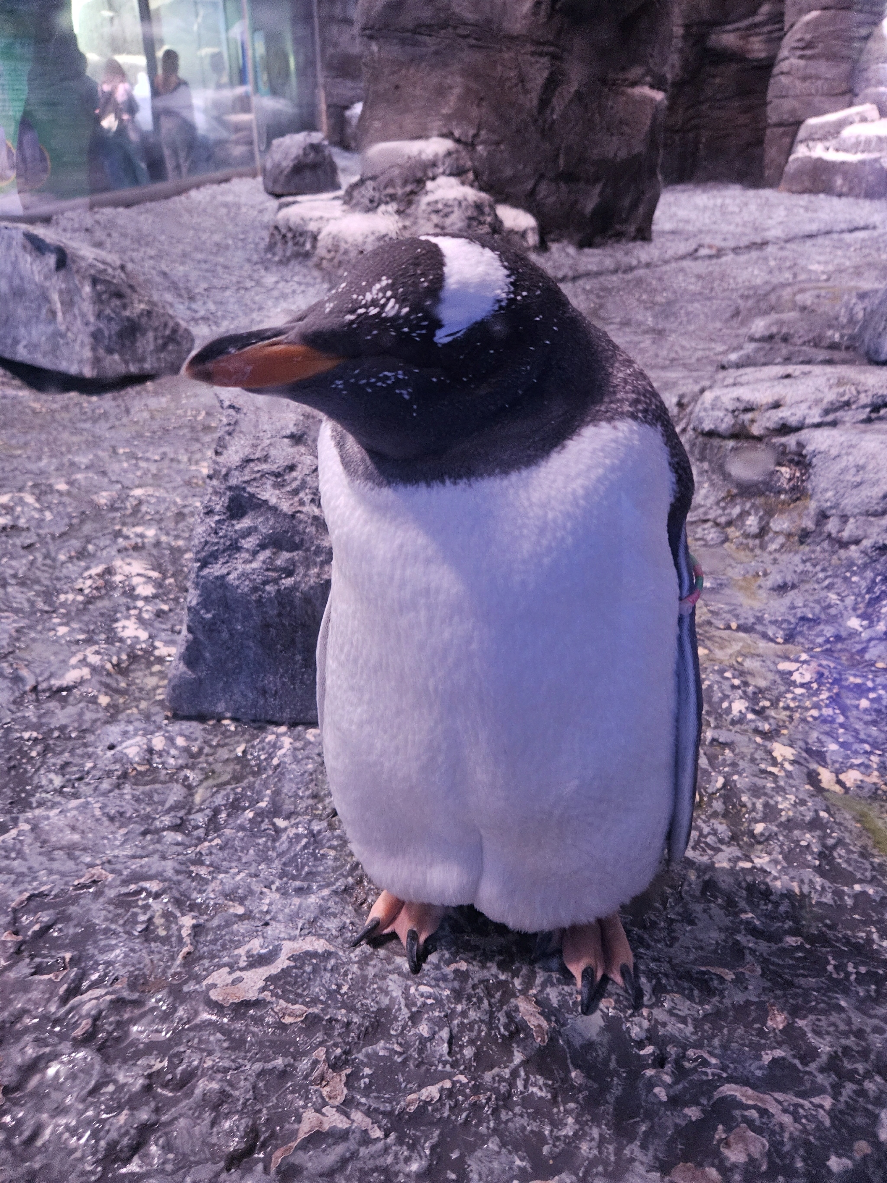 Picture of a penguin